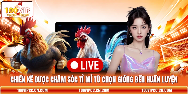 Chiến kê được chăm sóc tỉ mỉ từ chọn giống đến huấn luyện