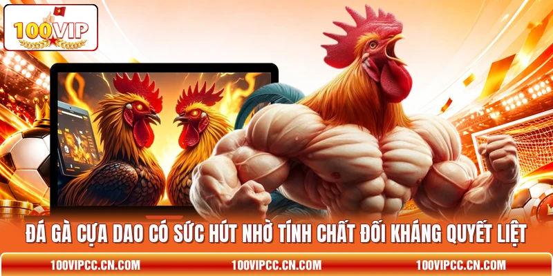Đá gà cựa dao có sức hút nhờ tính chất đối kháng quyết liệt