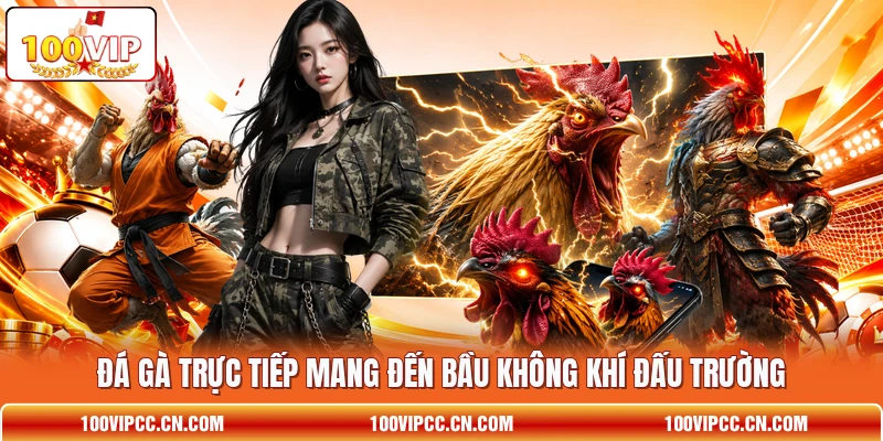 Đá gà trực tiếp mang đến bầu không khí đấu trường